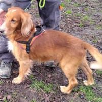 ORIZON, chien à adopter