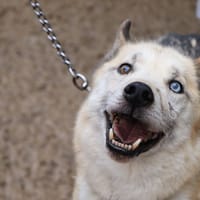 HUGGY, chien à adopter