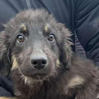 RAJAT, chien à adopter