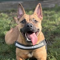 FENDIE, chienne à adopter