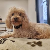 FLIPER, chien à adopter