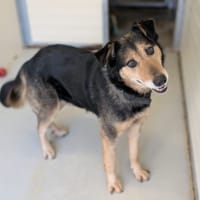 Bella, chienne à adopter