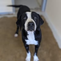 FIDJI, chienne à adopter