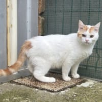 Algyz, chat à adopter