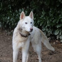 PLUME, chienne à adopter