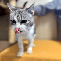 BABOIA A17325, chatte à adopter