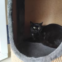 Loula PAB28542, chatte à adopter