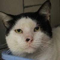 SERGIO HAB17499, chat à adopter