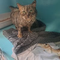 PAQUERETTE, chatte à adopter