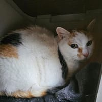 NALA, chatte à adopter