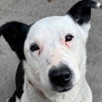 Veleda, chien à adopter