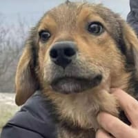 ROHAN, chien à adopter