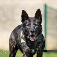 SULTAN, chien à adopter