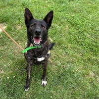 SULTAN, chien à adopter