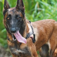 ROXANE, chienne à adopter