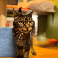 FLAGADA A17269, chat à adopter