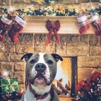 OBELIX, chien à adopter