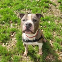 OBELIX, chien à adopter