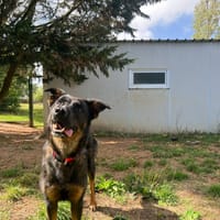 UBYSS, chienne à adopter