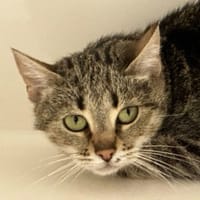 PASHIMA, chatte à adopter