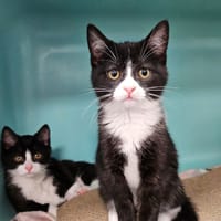 CHOCOLATINE C, chatte à adopter