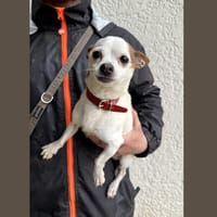 Filou  HAA24716, chien à adopter