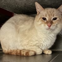 BLANEO, chat à adopter