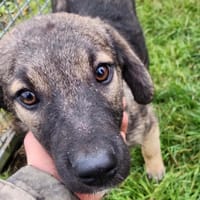 RIJU - RESERVE, chien à adopter