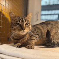 TOUNDRA A17315, chatte à adopter