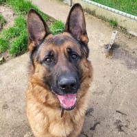 vegas, chien à adopter