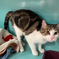 myrtille (réservée), chatte à adopter