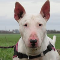 THANOS, chien à adopter