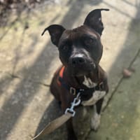 OAA19936 TINA, chienne à adopter