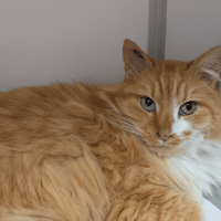 CHARLY, chat à adopter