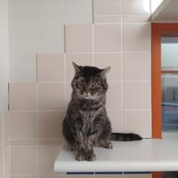 Oria PAB28550, chatte à adopter