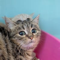 Prune [Chaton], chatte à adopter