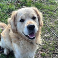 Opium, chien à adopter