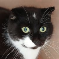 BLANCA, chatte à adopter