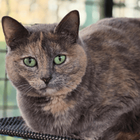 GOURMANDISE, chatte à adopter