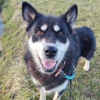 KANATA, chienne à adopter