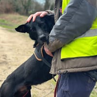 VALOU, chien à adopter