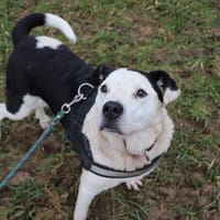 Bundy, chien à adopter