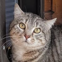 Zeyn, chat à adopter