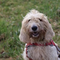 TOUPIE, chienne à adopter