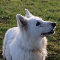 Noky, chien à adopter