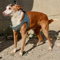 Jota, chien à adopter