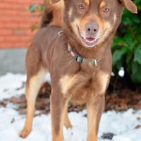 Barney, chien à adopter