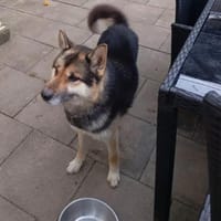 Nina, chienne à adopter