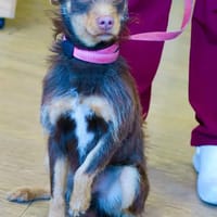 Marcello, chien à adopter