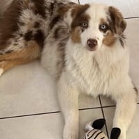 Chloé, chienne à adopter